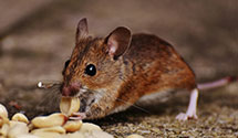 24 Hour & Emergency Exterminators in Washingtonvle, OH